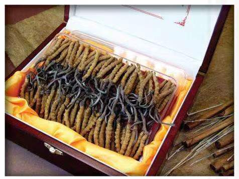 打安镇冬虫夏草回收